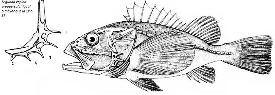 Setarches guentheri_01.jpg